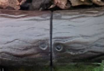 Log/Wood Grain