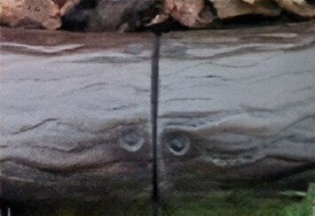 Log/Wood Grain